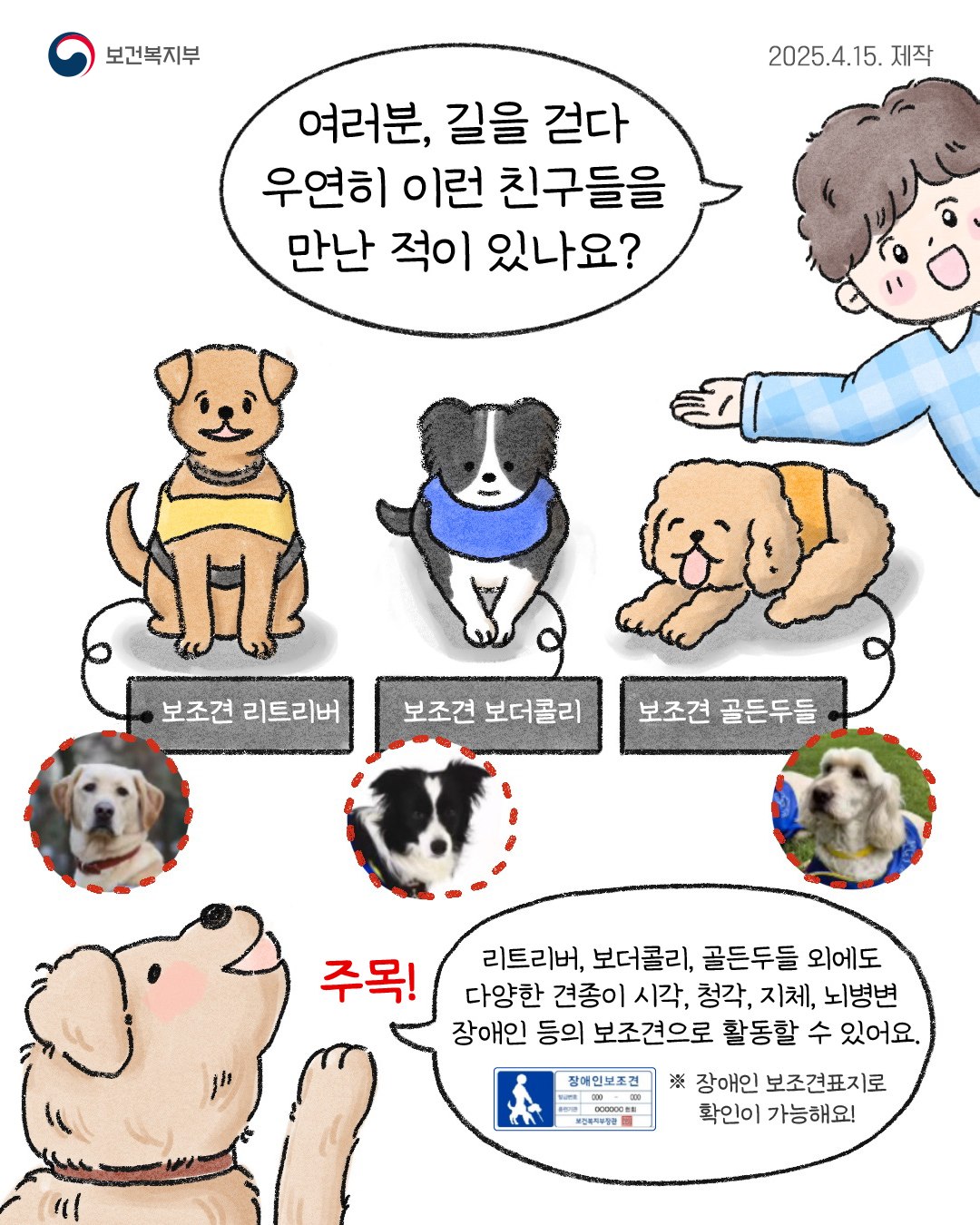 다양한 견종이 시각, 청각, 지체, 뇌병변 장애인 등의 보조견으로 활동할 수 있어요